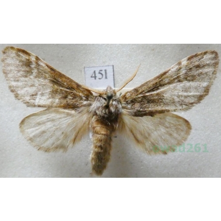 Drymonia dodonaea (Denis & Schiffermüller, 1775) male Dąbrówka dodona Czech45l